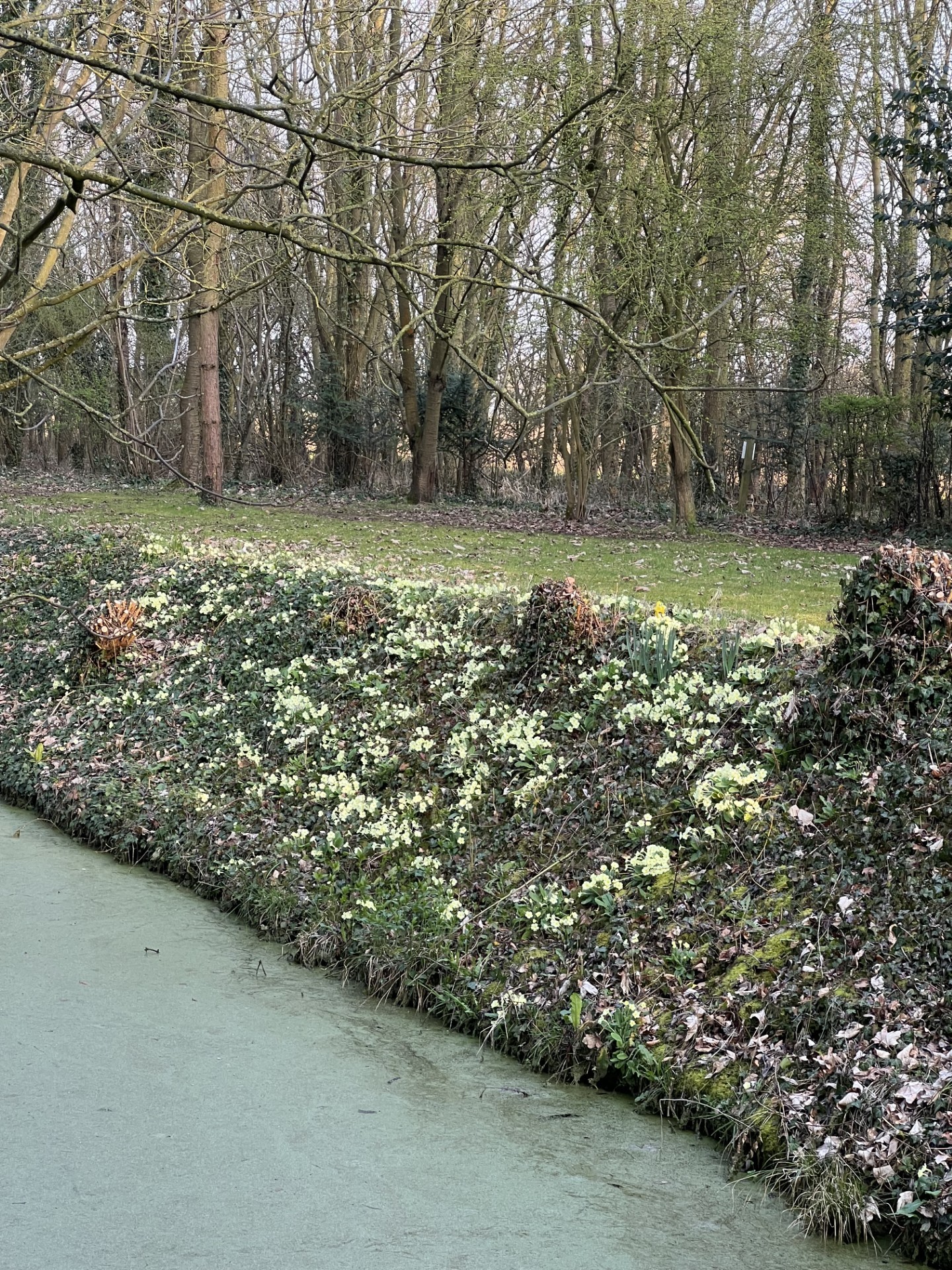 St Michaels' Primroses