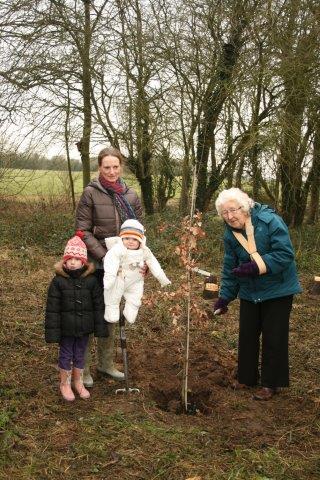 Planting an Oak tree near All Saint's Bus Shelter