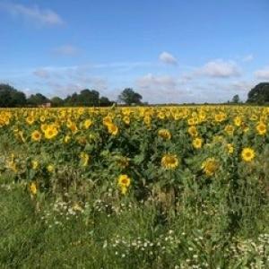 Aldous Corner Sunflowers - Lisa Simmonds