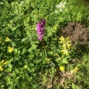 All Saints Churchyard Orchid - Lisa Simmonds