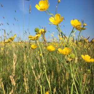 Buttercup time on All Saints Common - Heather Hughes-Jones