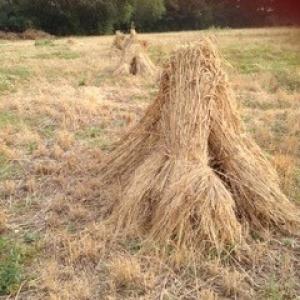 Hulver Farm Hay Shocks - Lisa Simmonds