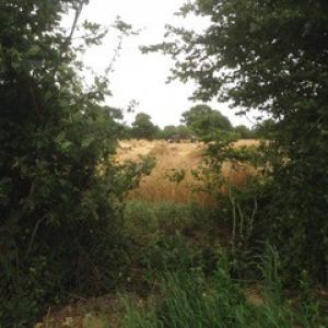 Hulver Farm - Lisa Simmonds