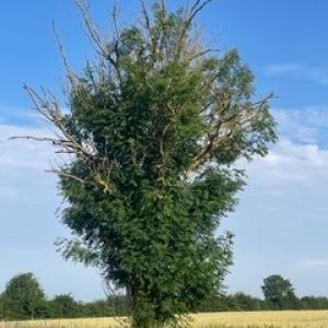 Hulver Lane the resilient Ash tree - Lisa Simmonds