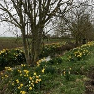 Rumburgh Daffodils - Lisa Simmonds