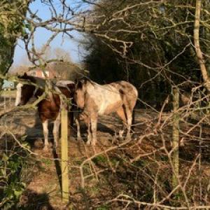 St Margaret South Elmham horses - Lisa Simmonds