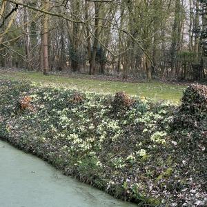 St Michael Rumburgh Primroses