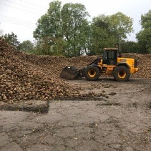 Sugar Beet next to Rumburgh Church - Lisa Simmons